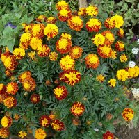 БАРХАТЦЫ :: СЕРГЕЙ ФИЛОЧКИН