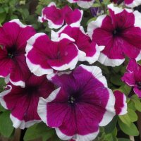 ПЕТУНИИ :: СЕРГЕЙ ФИЛОЧКИН