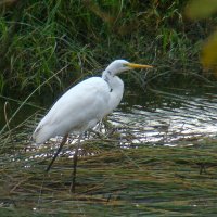 большая белая цапля :: gawrilа - dan большая белая цапля :: gawrilа - dan