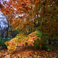 Клёны выкрасили город колдовским каким-то цветом :: Сергей Б.