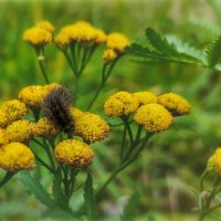 Последние (осенние) букашки 2025 . . :: AZ east3 Последние (осенние) букашки 2025 . . :: AZ east3