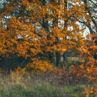 Осень радует цветом :: Вячеслав Владимирович