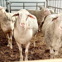 «На ферме. Коллективный портрет» :: Арина Невская