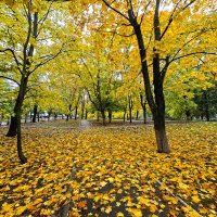 Золото осени :: Nina Streapan Золото осени :: Nina Streapan