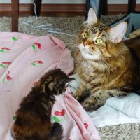 Добрая мама - кошка :: Владимир Звягин Добрая мама - кошка :: Владимир Звягин