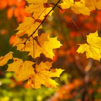 Палитра октября... :: Владимир Жданов Палитра октября... :: Владимир Жданов