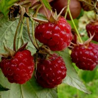 картинки октября 1 :: Александр Прокудин