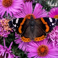 картинки октября 4 :: Александр Прокудин