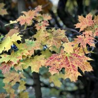 Кленовое разноцветье) :: Любовь 