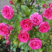 Октябрьские :: Татьяна Тюменка Октябрьские :: Татьяна Тюменка