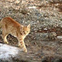 Котик :: Виктория 