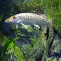 Щука амурская :: Лидия Бусурина