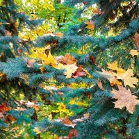 Осеннее украшение ели. :: Милешкин Владимир Алексеевич 