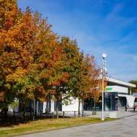 Краски осени :: Ольга 