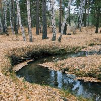 Осень в лесу :: Георгиевич Осень в лесу :: Георгиевич
