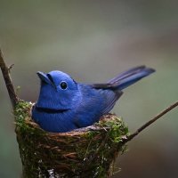 Черноголовый монарх :: Aleksey Afonin