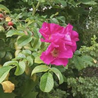 Цветы  августа - 3 :: Фотогруппа Весна