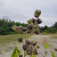 На границе с Абхазией :: Tata Wolf