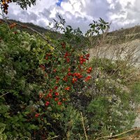 Горный шиповник :: Любовь 