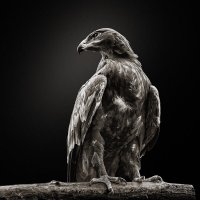 Коршун :: SanSan 