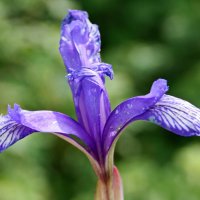 Ирис лесной. :: сергей ермошкин Ирис лесной. :: сергей ермошкин