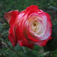 Осенняя красавица :: Людмила Смородинская