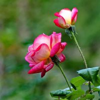 Цветок Осени... :: Николай Саржанов