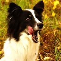 Сарочка :: kolyeretka Сарочка :: kolyeretka