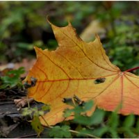 Поздняя осень. Грачи улетели, Лес обнажился, поля опустели, Читайте на Правмире: https://www.pravmir :: "The Natural World" Александер