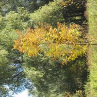 октябрь :: Елена Шаламова