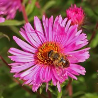 Трудяга на сентябринке :: Светлана Трудяга на сентябринке :: Светлана