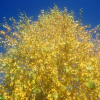 Осеннее небо :: Елена Семигина