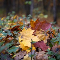 Осень :: Олег Дорошенко Осень :: Олег Дорошенко