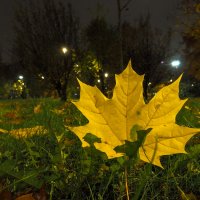 Осенние :: юрий поляков