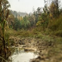 Зеркала дорог лесных :: sorovey Sol