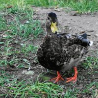 Кряква :: Рита Симонова