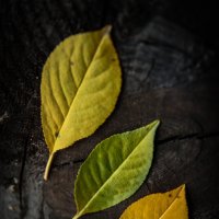 *** :: Евгения Каравашкина