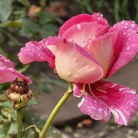 Роза :: Валерий Ткаченко Роза :: Валерий Ткаченко