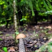 Притаился :: Андрей Щетинин