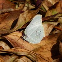 Осенний этюд :: Александр Ковальчук