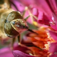 Пчеловидка и её последний осенний нектар :: Игорь Сарапулов