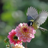 *** :: владимир 