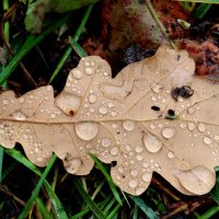 Упал... :: Александр Кондаков