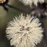 роса :: Владимир 