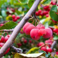 Конец лета. :: Lucy Schneider Конец лета. :: Lucy Schneider