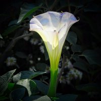 Октябрьский фонарик. :: Владимир 