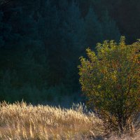 Куст... :: Влад Никишин