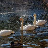 Лебеди. :: Виктор Шпаков