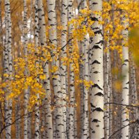 Берёзовая роща в раннее утро :: Анастасия Северюхина