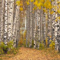 Берёзовая роща :: Анастасия Северюхина Берёзовая роща :: Анастасия Северюхина